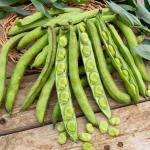 Légumes Secs - Fève d'Aguadulce à Très Longue Cosse - 20 m - face recto